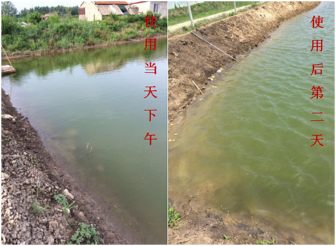 肥水困難、藻類(lèi)缺乏處理前后效果